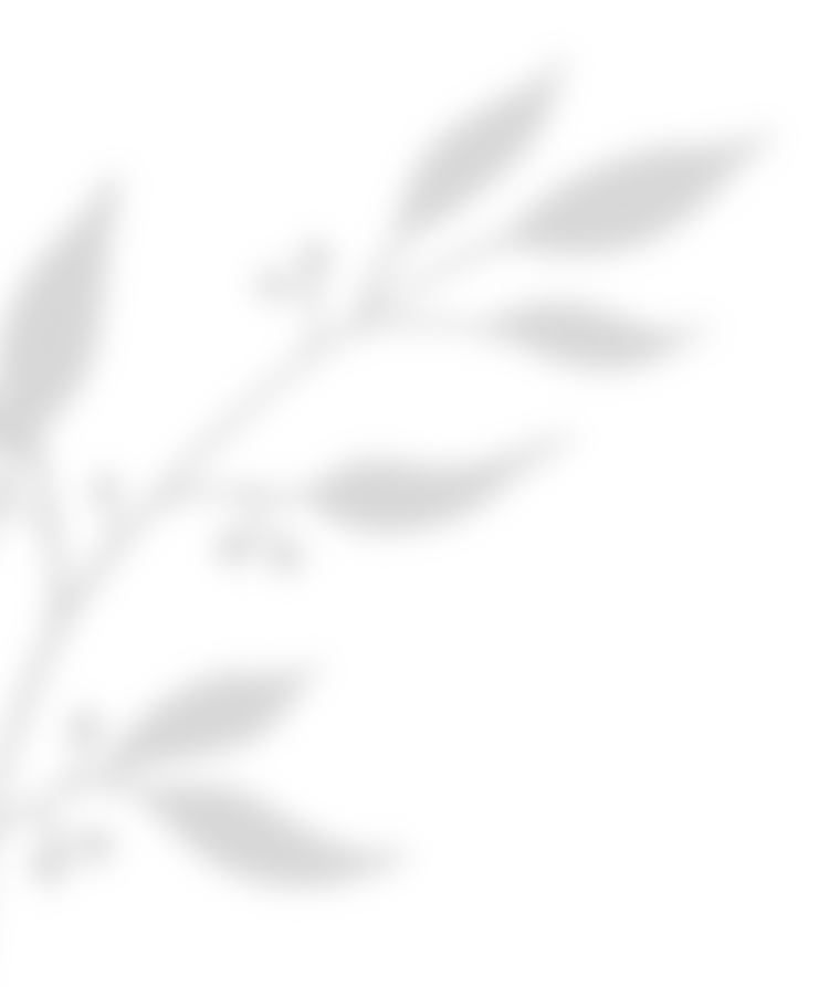 https://mariopantojastories.com/wp-content/uploads/2020/11/shadow_leaves_02.png