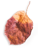 https://mariopantojastories.com/wp-content/uploads/2020/11/small_leaf_01.png