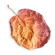 https://mariopantojastories.com/wp-content/uploads/2020/11/small_leaf_02.png