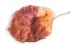 https://mariopantojastories.com/wp-content/uploads/2020/11/small_leaf_03.png