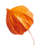 https://mariopantojastories.com/wp-content/uploads/2020/11/small_leaf_04.png