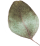 https://mariopantojastories.com/wp-content/uploads/2020/12/separate_leaf.png
