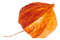 https://mariopantojastories.com/wp-content/uploads/2020/12/small_leaf_05.png